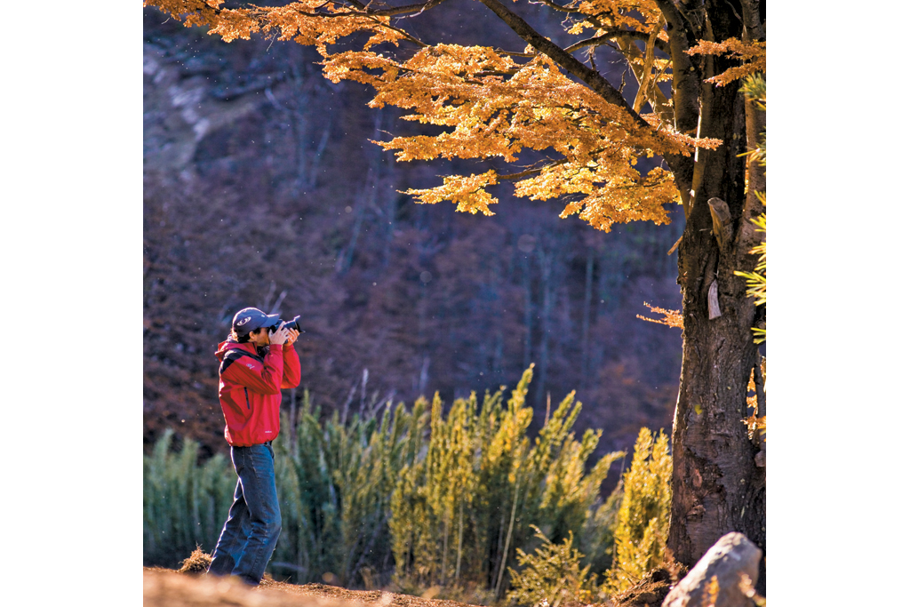 O fotógrafo que plasma as cores de fim de outono das coníferas da região, Bariloche