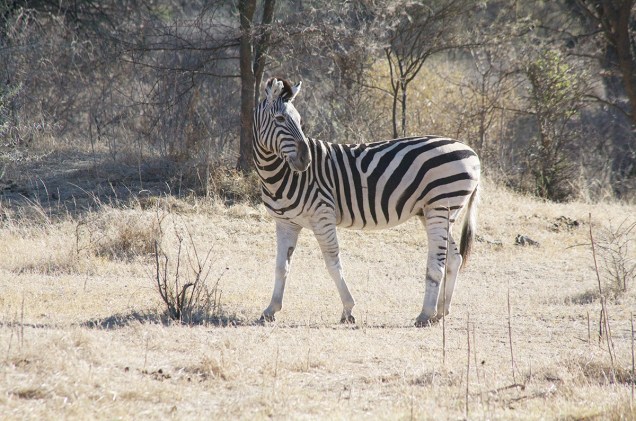 É comum encontrar zebras nos safáris