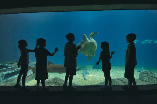 O Florida Aquarium é um passeio típico em Tampa