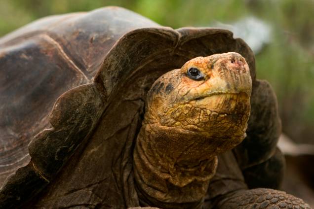 As tartarugas de Galápagos (<em>Chelonoidis nigra</em>) são os animais vertebrados que mais vivem no planeta. Enquanto que na natureza elas normalmente chegam aos cem anos, espécimes capturados vão muito além. Um exemplar que pertenceu a Charles Darwin morreu em 2006, aos 176 anos de idade