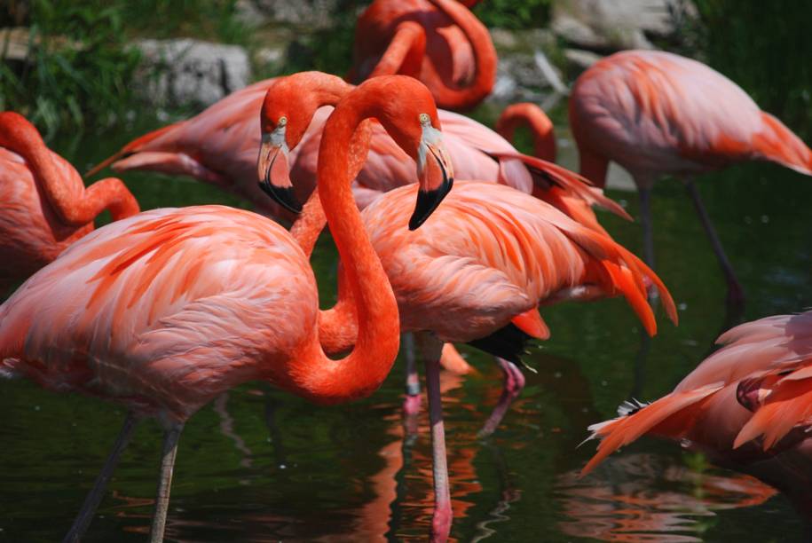 Flamingos se refrescam em lago do zoológico Jungle Island, que tem mais de mil animais, entre pássaros, crocodilos, cobras, tartarugas, macacos e tigres