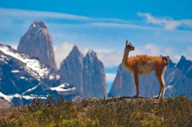 Os guanacos são camelídeos onipresentes na paisagem patagônica. Parentes das alpacas e lhamas, eles podem ser vistos em grandes manadas em regiões áridas e montanhosas da Bolívia, Peru, Argentina e Chile