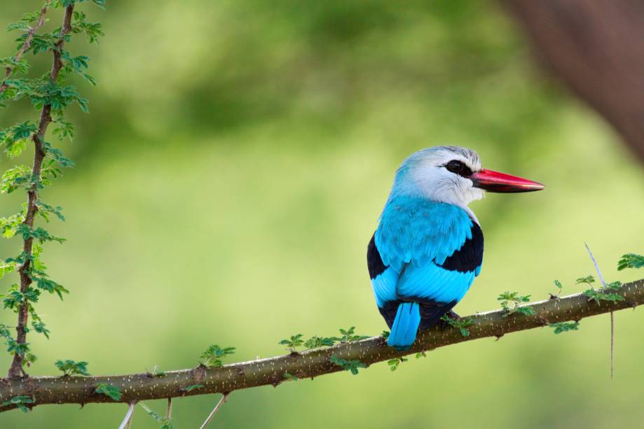 Alheio aos grandes animais que o cercam, um pequeno martim-pescador (<em>woodland kingfisher</em>) descansa no Parque Nacional Lake Manyara