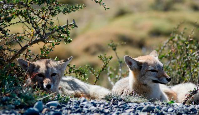 O <em>zorro </em>(Lycalopex griseus) é uma espécie de raposa cinza que habita diversos habitats entre a Argentina e o Chile
