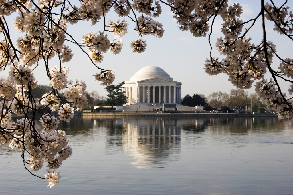Flores de Cerejeira cobrem o parque em frente ao Jefferson Memorial, em Washington