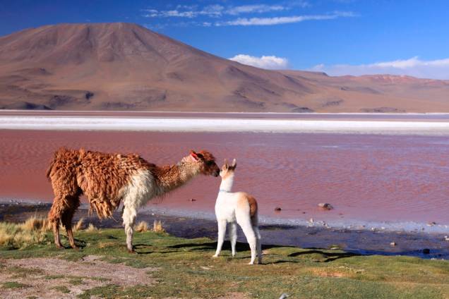 A Laguna Colorada, no altiplano andino, possui uma grande variedade de animais, como flamingos, vicunhas, lhamas e pumas