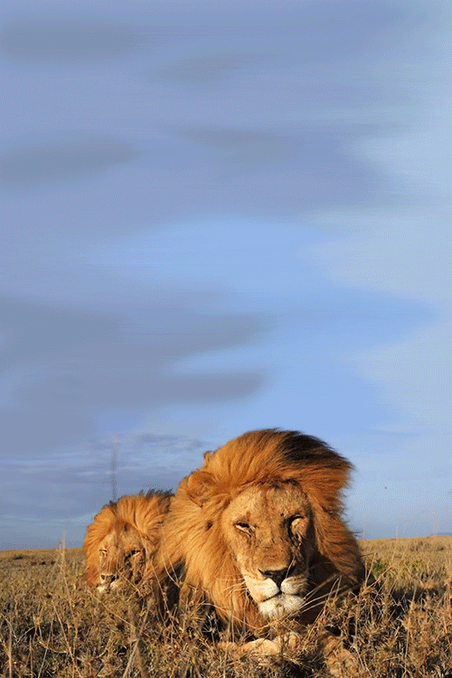 africa