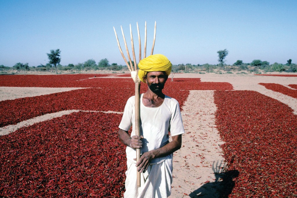 Agricultor em plantação de pimenta na Índia (foto: Bread for the World)