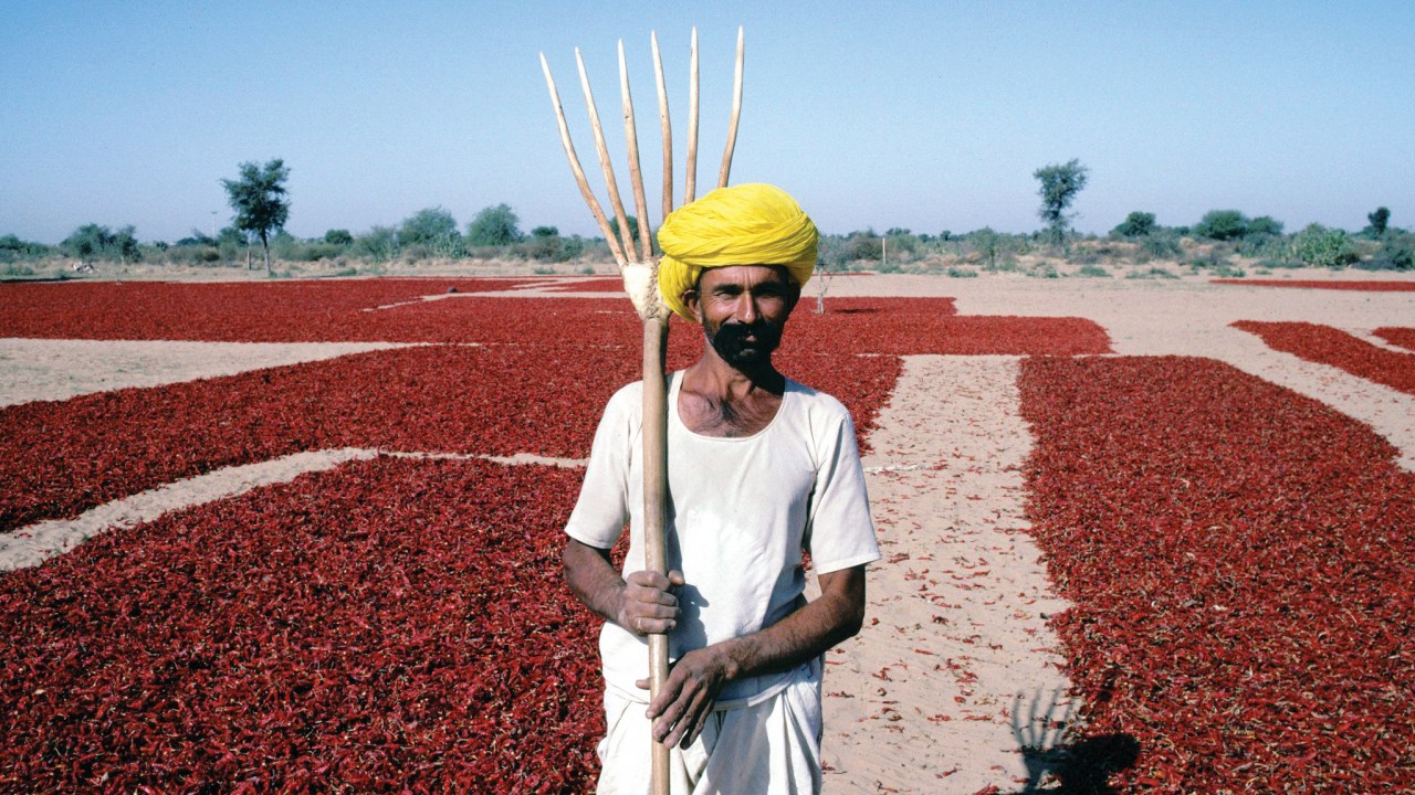 Agricultor em plantação de pimenta na Índia