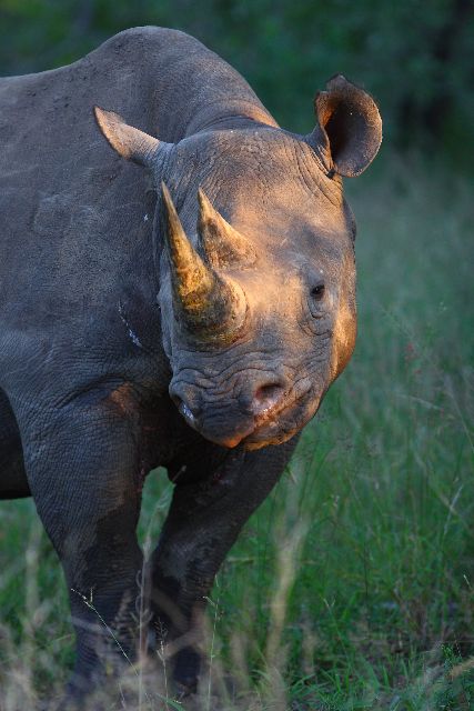 Rinoceronte: presença garantidíssima no Kruger. Já no Serengeti... não sei não... (foto de divulgação Royal Malewane)