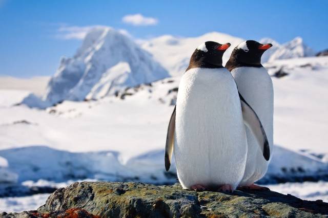 Não é tão difícil visitar o continente mais gelado do planeta: a terra dos pinguins, focas e baleias-jubarte pode ser conhecida em uma viagem de cruzeiro. Normalmente, eles partem da Patagônia, na Argentina e no Chile, quando é verão por aqui. No inverno, é muito perigoso navegar entre os icebergs. Outros humanos que visitam a Antártica são pesquisadores de diversas nacionalidades - e só. (foto: Thinkstock)