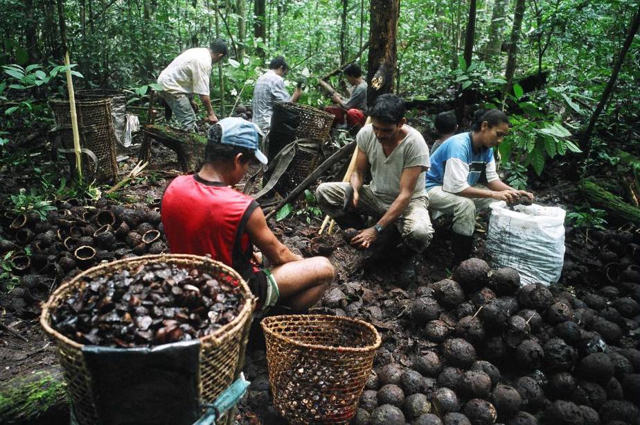 Extração de castanhas na Reserva de Desenvolvimento Sustentável do Rio Iratapuru, que integra o corredor de biodiversidade do <a href="https://viajeaqui.abril.com.br/estados/br-amapa" rel="Amapá" target="_blank">Amapá</a>