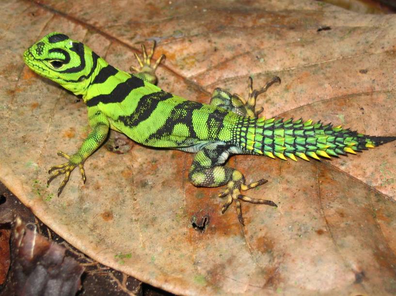 Uracentron azureum, lagarto encontrado em áreas de preservação ambiental no norte do <a href="https://viajeaqui.abril.com.br/estados/br-para" rel="Pará" target="_blank">Pará</a> e no <a href="https://viajeaqui.abril.com.br/estados/br-amapa" rel="Amapá" target="_blank">Amapá</a>