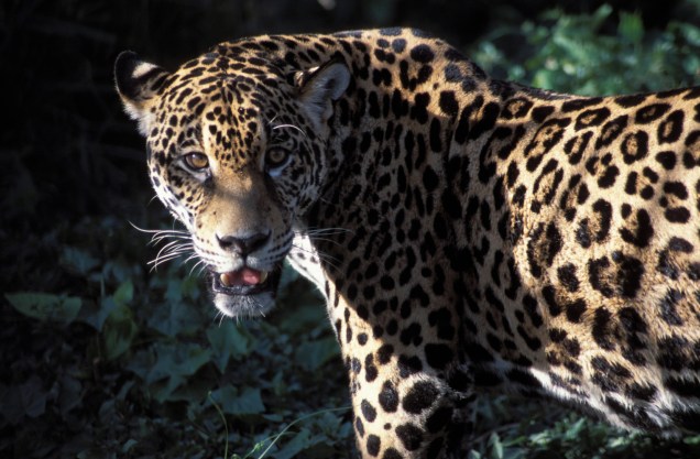 O maior felino das Américas, a onça-pintada, pode também ser encontrado no <a href="https://viajeaqui.abril.com.br/estados/br-amapa" rel="Amapá" target="_blank">Amapá</a>