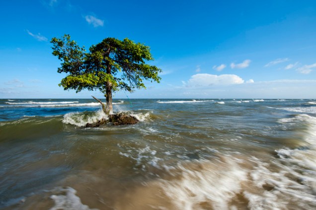 Árvore na maré alta, Ilha de Marajó, Pará