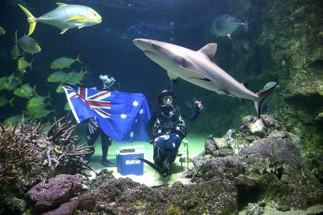 Até o aquário de Sydney comemorou o feriado, com mergulhadores numa boa ao lado de tubarões (foto: Getty Images)