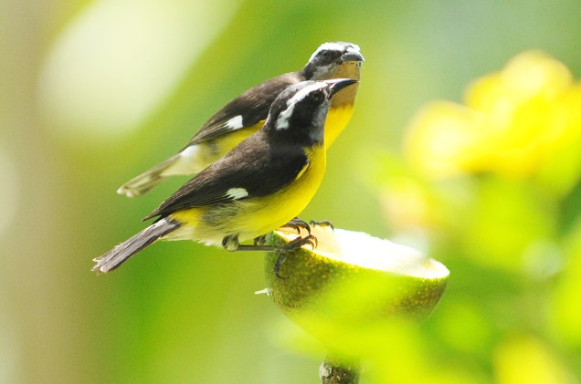 Com 220 espécies de pássaros, Tobago também é um destino procurado para a prática de <em>birdwatching</em>