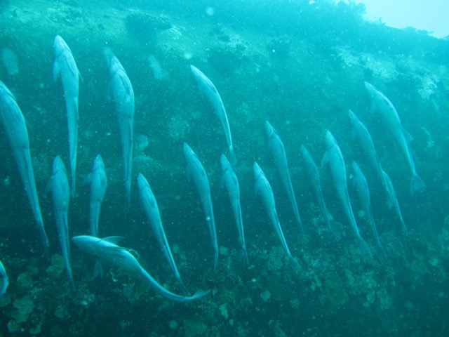 Estacionamento de rêmoras (aqueles peixes que "grudam" nos tubarões), esperando os chefes terminarem de almoçar. Não é muito surreal?