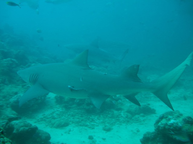 barefoot_resort_fiji-21