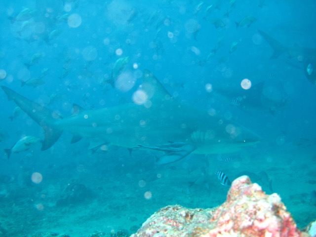 barefoot_resort_fiji-31