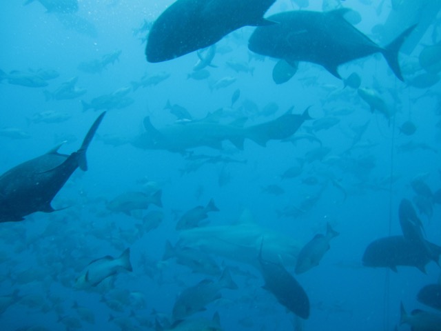 barefoot_resort_fiji-41