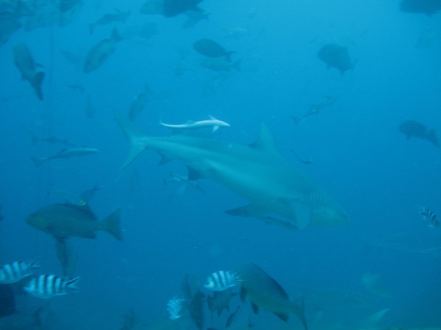 "Como alguém vai proteger aquilo que não conhece de perto?" - Jean-Michel Cousteau