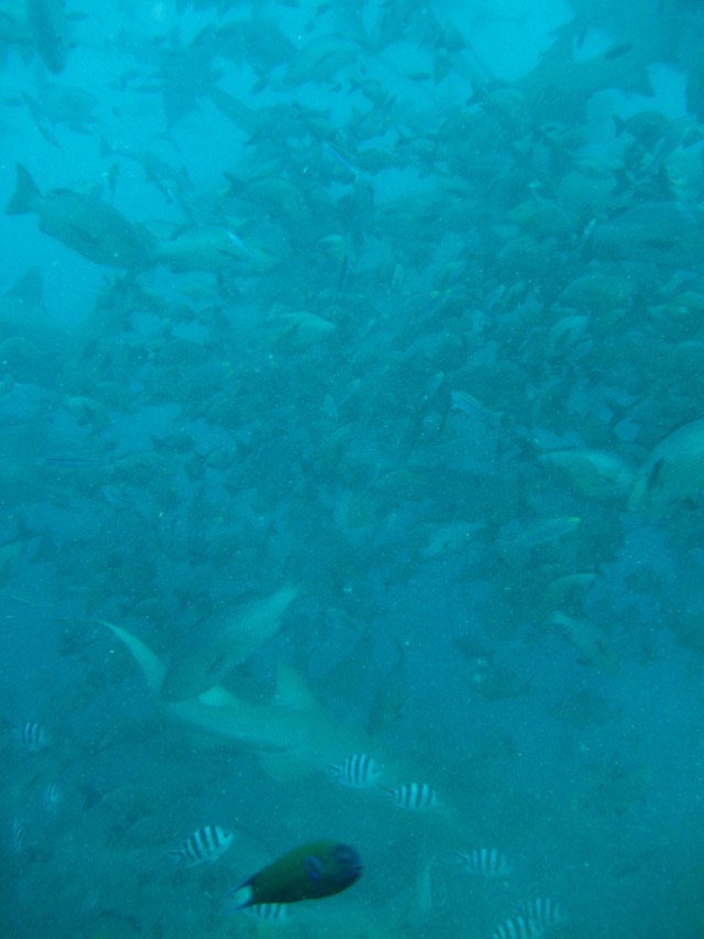 barefoot_resort_fiji-71