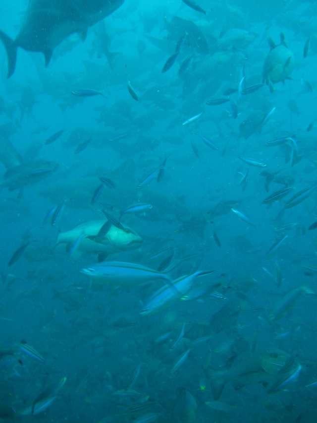 Isso é o que eu quero dizer com "fiquei tonta de tanto trânsito de peixe"