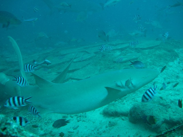 barefoot_resort_fiji-91