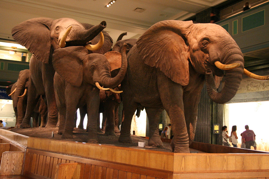 American Natural History Museum, Nova York, EUA