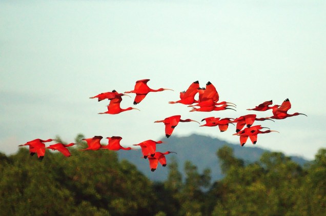 Birdwatching é uma atividade comum na ilha de Trinidad