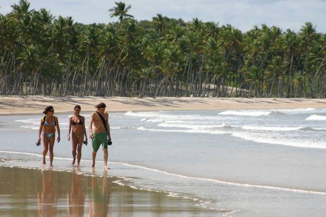 Coqueiral na Praia da Cueira, na Ilha de Boipeba Coqueiral na Praia da Cueira, na Ilha de Boipeba