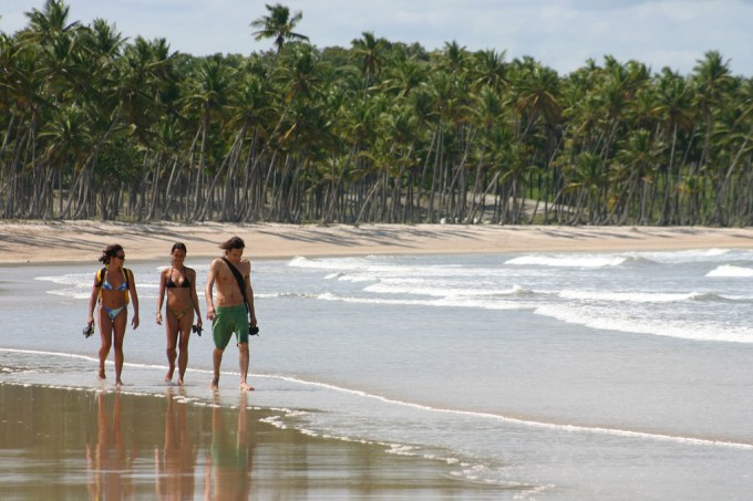 Coqueiral na Praia da Cueira, a caminho de Moreré, Ilha de Boipeba, Bahia