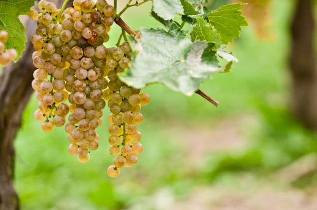 As uvas do tipo Niágara, quase um sinônimo de uvas brancas de mesa no Brasil, são originárias da região de, oh!, Niagara on the Lake