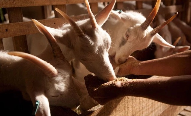 cabras-cativam-crian%c3%a7as