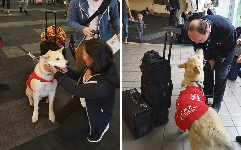 O programa LAX PUP's encanta passageiros de todas as idades no Aeroporto de Los Angeles (crédito: Reprodução Facebook @lainternationalairport)