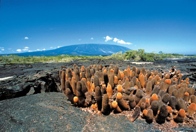 Cactos evoluídos no Arquipélago de Galápagos