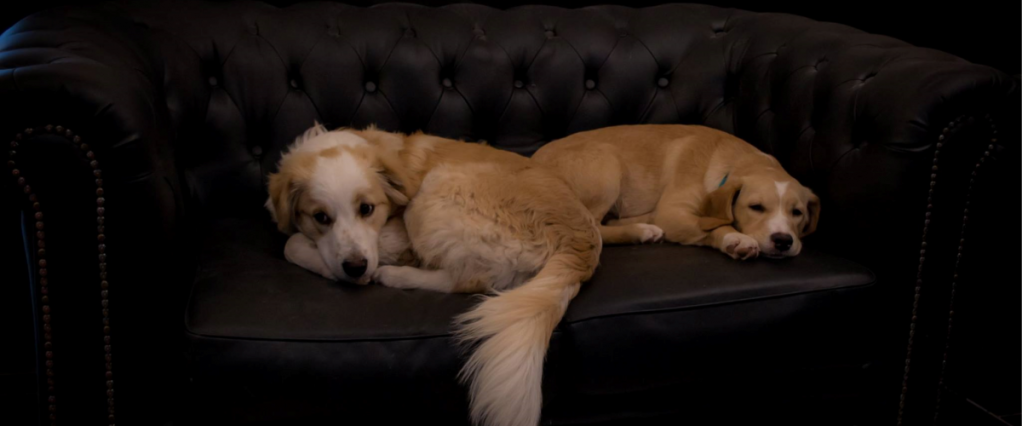 Não se pode incomodar os cães quando eles estiverem dormindo - mesmo que seja no seu sofá preferido
