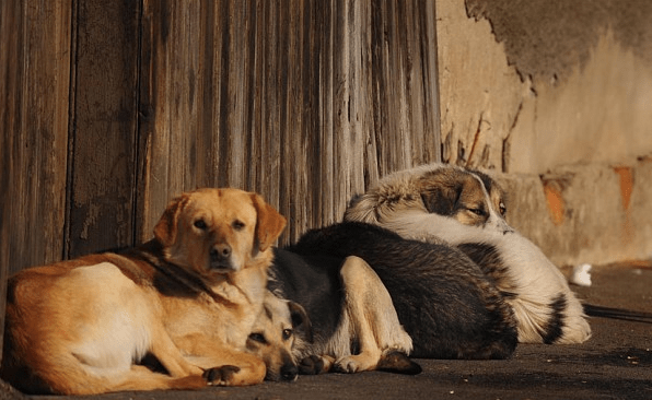 Cachorros sem dono de Bucareste, em foto reproduzida de telegraph.co.uk