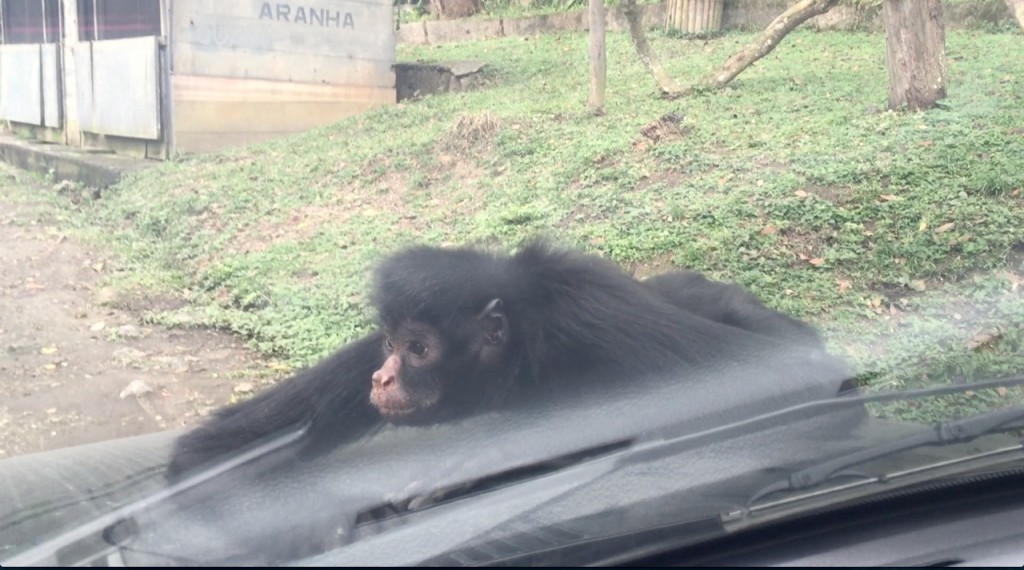 Os macacos adoram subir nos carros!!! (Foto: Família Nômade)