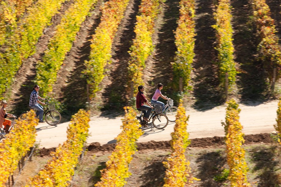 Uma das boas opções de passeio no Valle de Colchagua é o de bicicleta pelos lindos parreirais da região - uma boa pedida para casais 