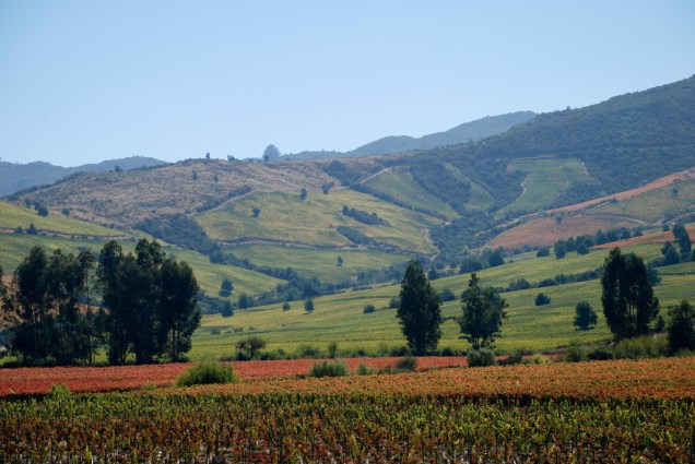 O Valle de Colchagua é uma das regiões mais importantes para a vitivinicultura do Chile, com diversas bodegas importantes e produção em larga escala