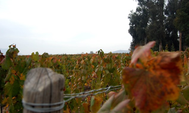 A região do Valle del Maipo abriga as sedes das viñas mais antigas do país, responsáveis pela maioria das garrafas exportadas (e hoje tão apreciadas em outros países)