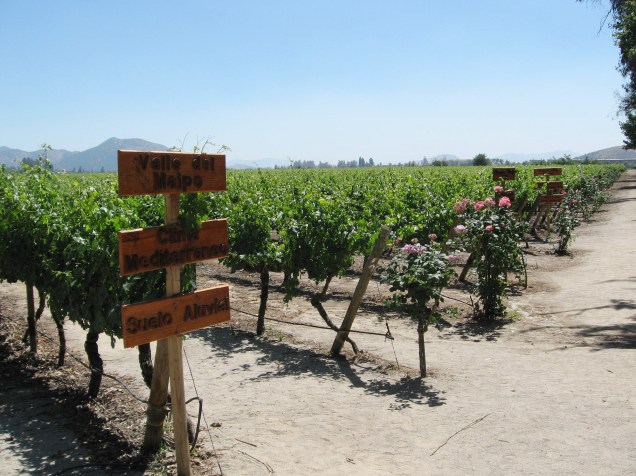 Durante a visita à vinícola <a href="https://viajeaqui.abril.com.br/estabelecimentos/chile-valle-del-maipo-atracao-concha-y-toro-e-cousino-macul" rel="Concha y Toro" target="_blank">Concha y Toro</a>, o turista passeia pelos parrerais e aprende tudo sobre a história dos vinhos produzidos ali