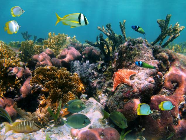 Recife de coral em Cozumel, no México
