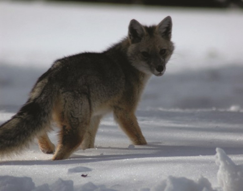 Corralco fica dentro de uma reserva natural, habitada por rica vida selvagem, como os zorros, pequenas raposas