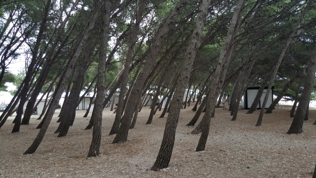 As árvores deixam bem claro que o vento sobra mais forte de um lado de Zlatni Rat