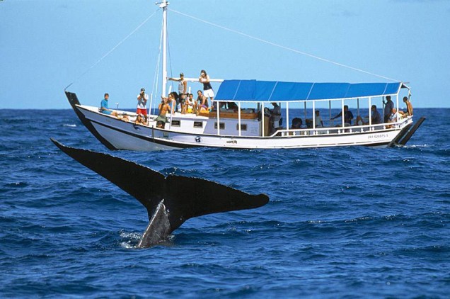 O passeio de barco para observação de Baleias-Jubartes é feito entre os meses de julho e outubro