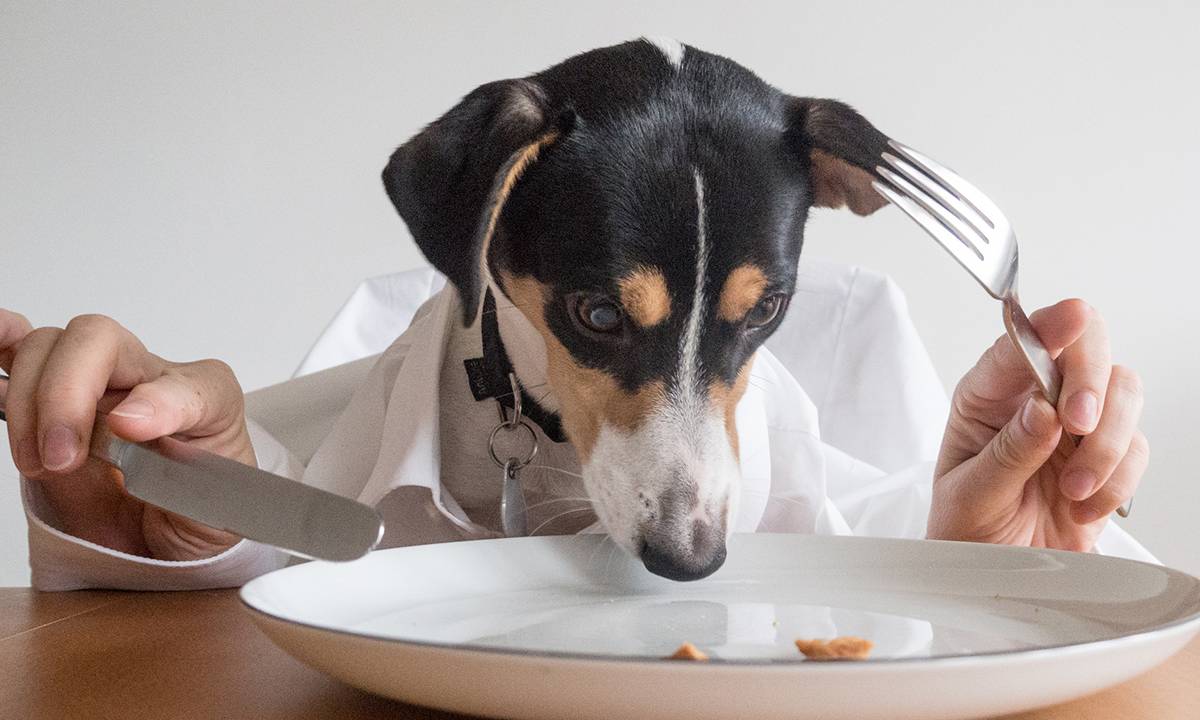 Cachorro comendo