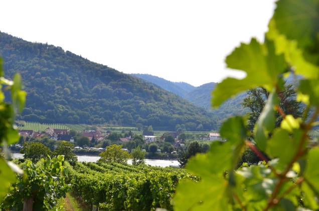 Em todo vale do Danúbio encontram-se extensos vinhedos, como estes em Dürnstein, que darão origem a vinhos refrescantes como o Riesling e o Grüner Veltliner Em todo vale do Danúbio encontram-se extensos vinhedos, como estes em Dürnstein, que darão origem a vinhos refrescantes como o Riesling e o Grüner Veltliner